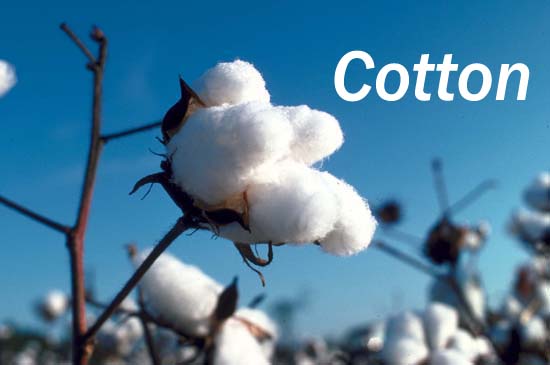 Cotton