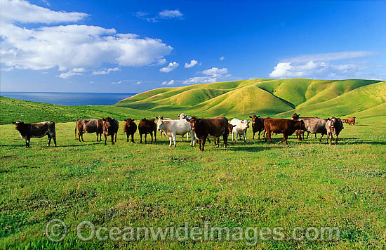 Cattle Grazing