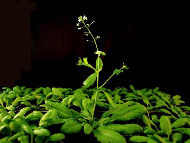 Arabidopsis