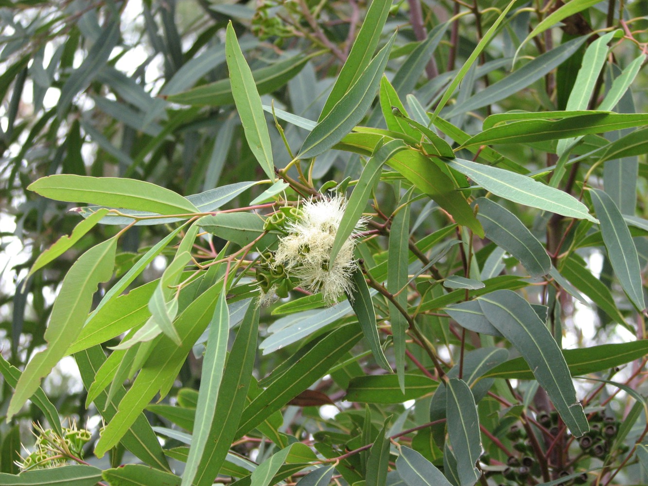 Eucalyptus