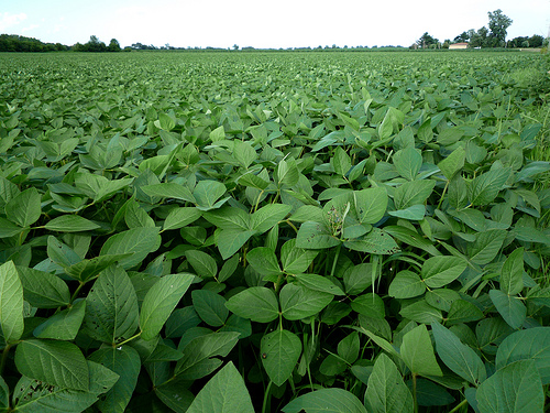 soybean