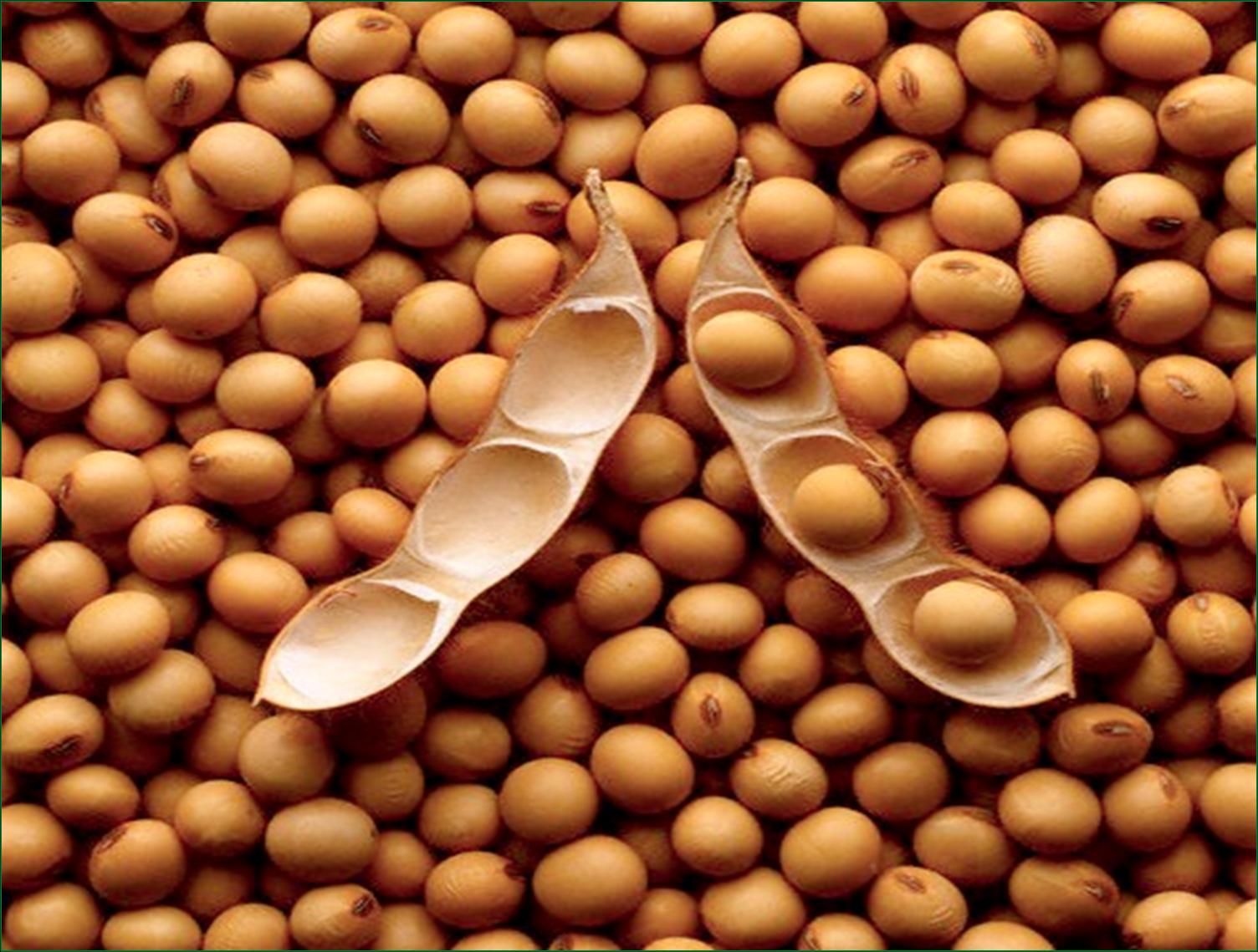 Soyabean